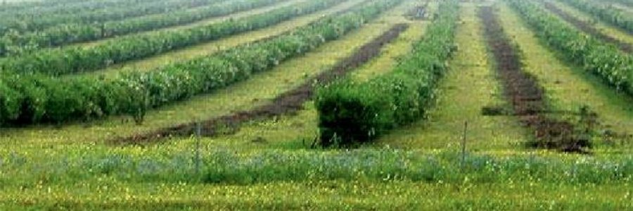 Gansbaai was 1ste met Boomlusern_1